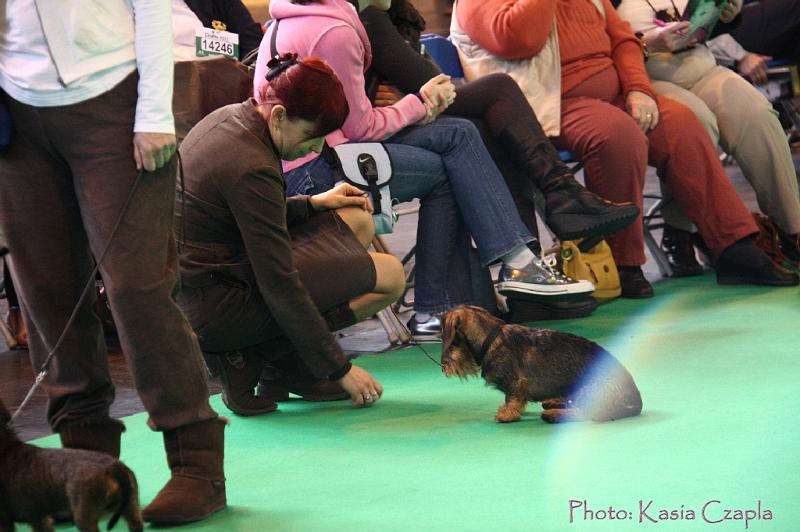 Crufts2011_2 620.jpg